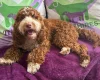 Cockapoo