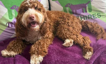 Cockapoo