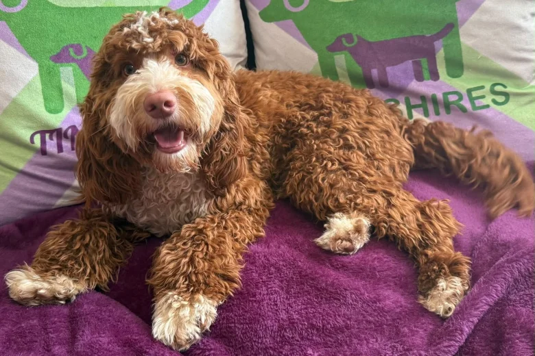 Cockapoo