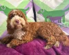 Cockapoo