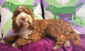 Cockapoo