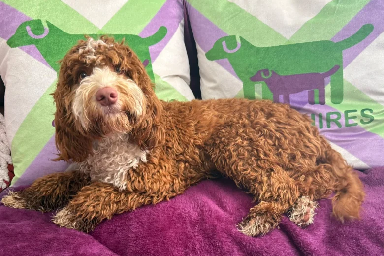 Cockapoo