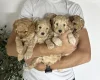 Cockapoo