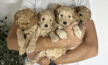 Cockapoo