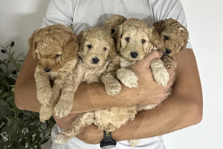 Cockapoo