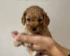 Cockapoo
