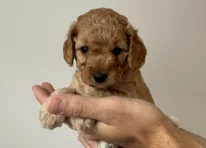 Puppy 1