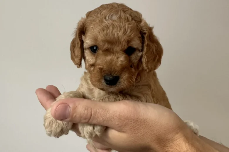 Cockapoo
