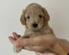 Cockapoo