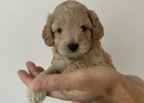 Puppy 2