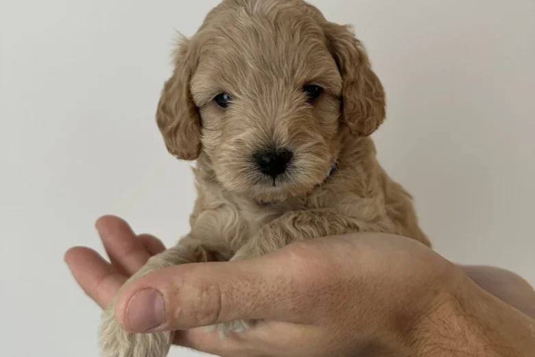 Cockapoo