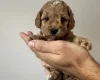 Cockapoo