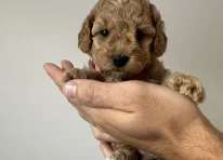 Puppy 5