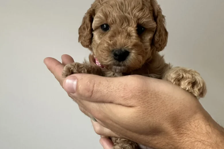 Cockapoo
