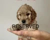 Cockapoo