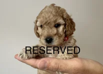 Puppy 3