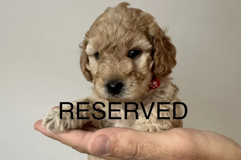 Cockapoo