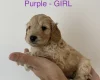 Cockapoo