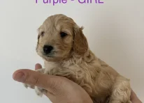 Puppy 4