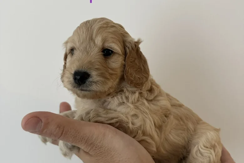 Cockapoo