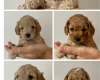 Cockapoo