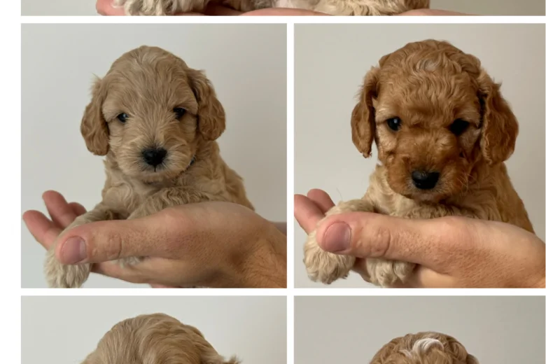 Cockapoo