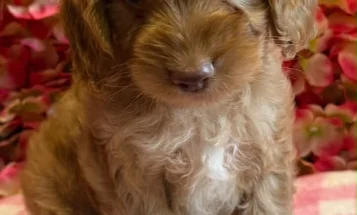 Cockapoo