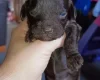 Cockapoo