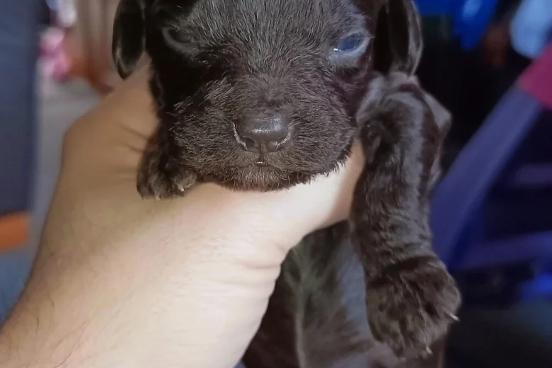 Cockapoo