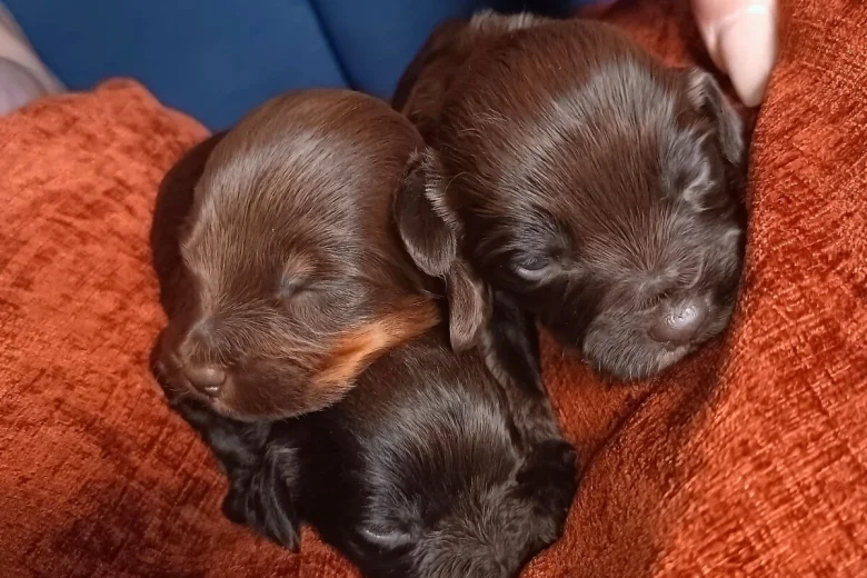 Cockapoo