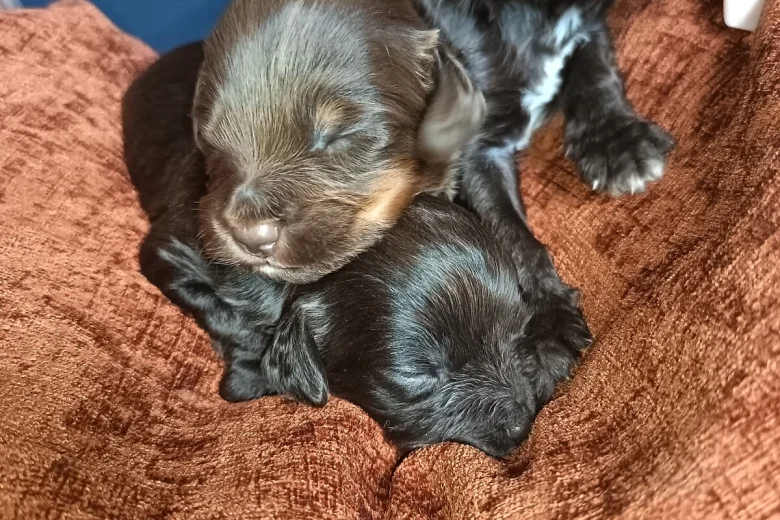 Cockapoo