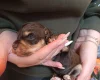 Cockapoo