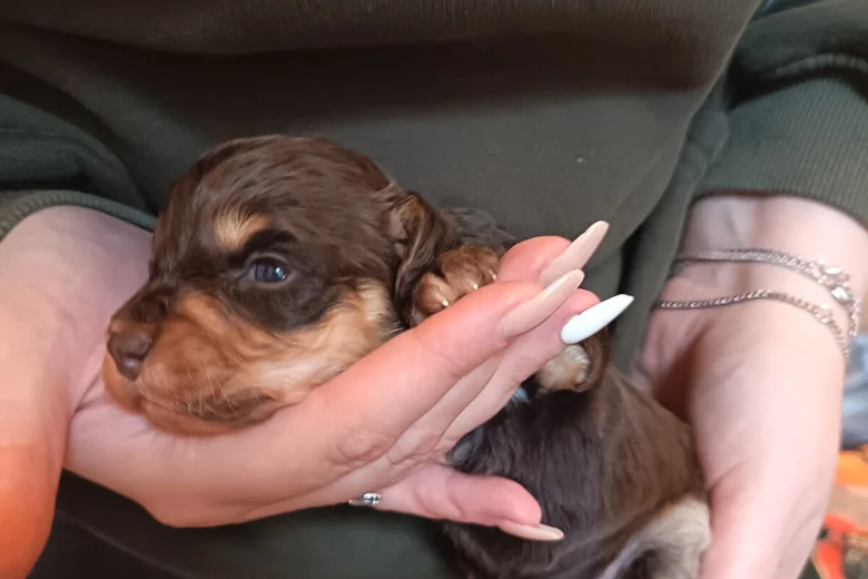 Cockapoo
