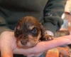 Cockapoo