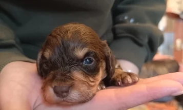 Cockapoo