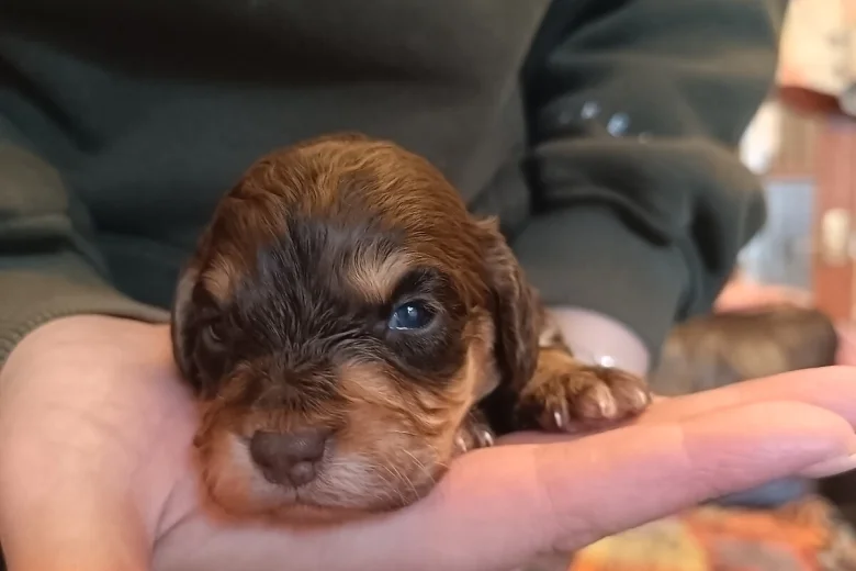 Cockapoo