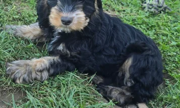 Cockapoo