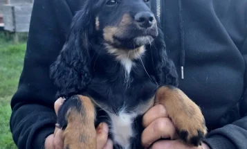 Cockapoo