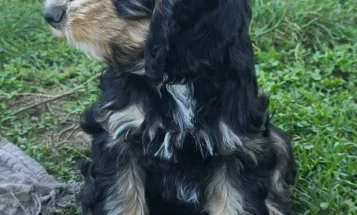 Cockapoo