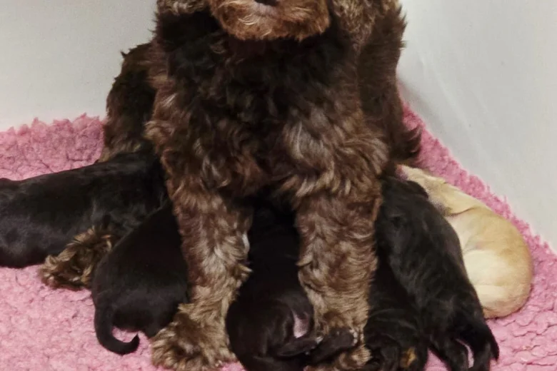 Cockapoo