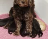 Cockapoo