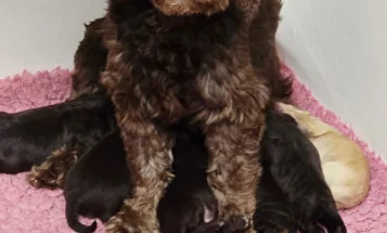 Cockapoo