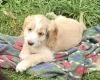 Cockapoo