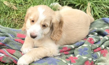 Cockapoo
