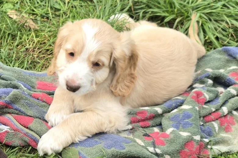 Cockapoo