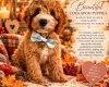 Cockapoo