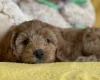 Cockapoo