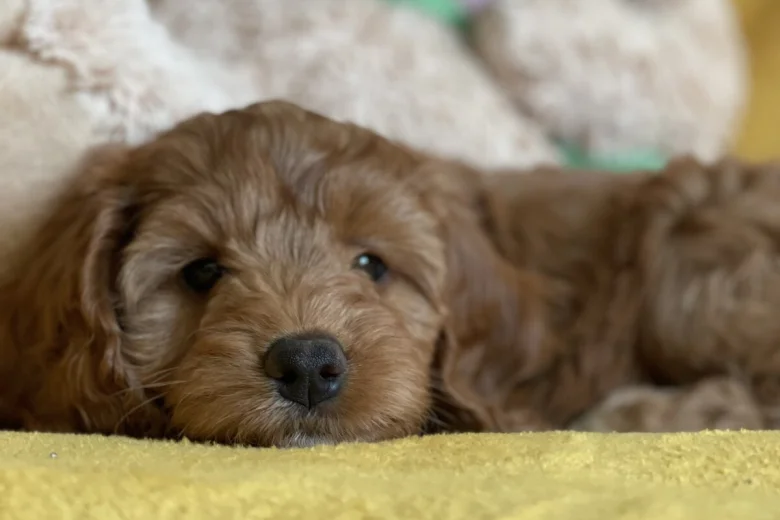 Cockapoo