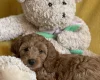 Cockapoo