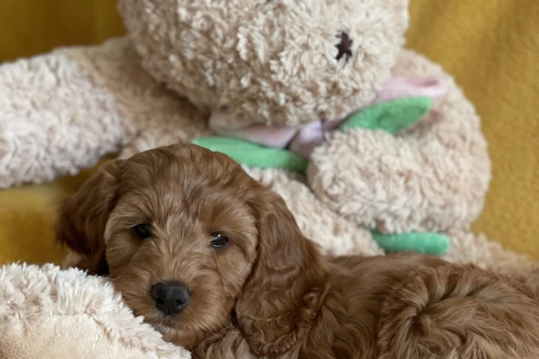 Cockapoo